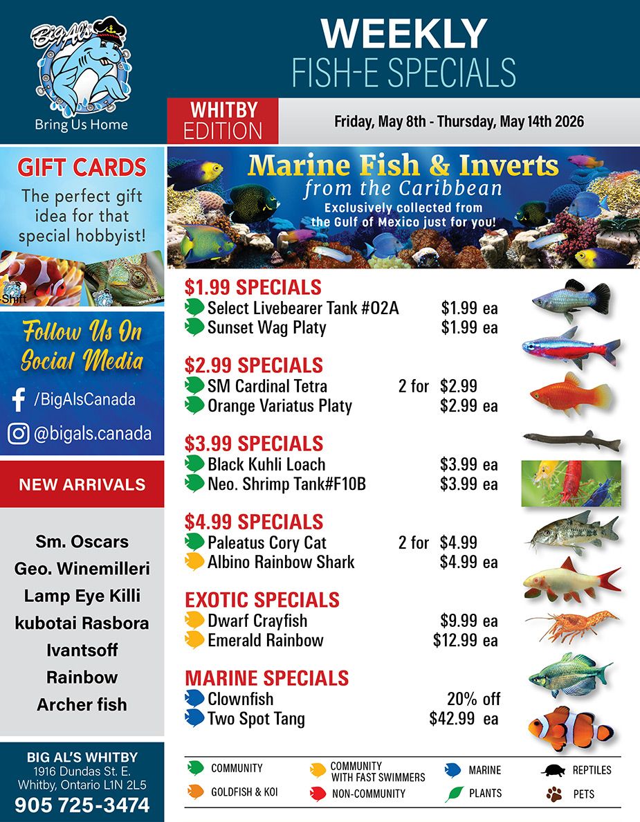 Big Al's (Whitby) Weekly Specials May 8 to 14