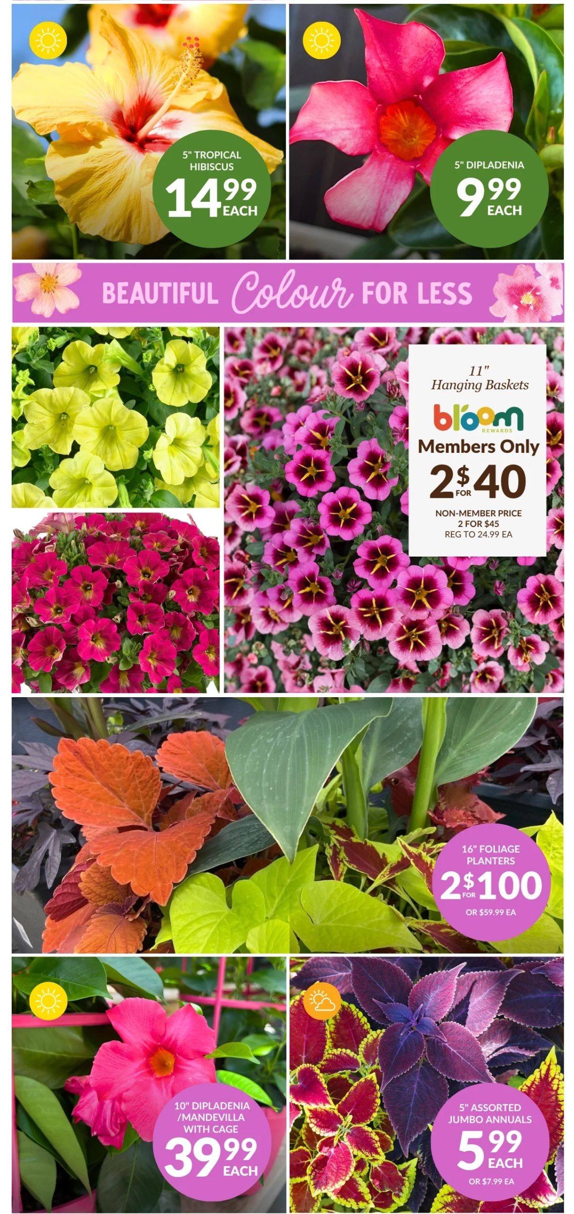 Lakeside Garden Gallery Flyer May 22 to 28