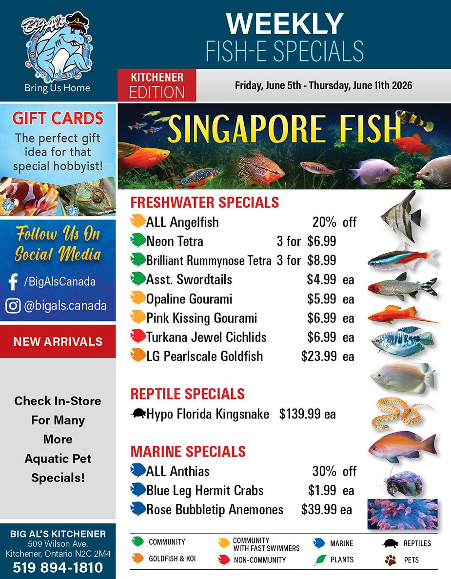 Big Al's (Kitchener) Weekly Specials June 5 to 11