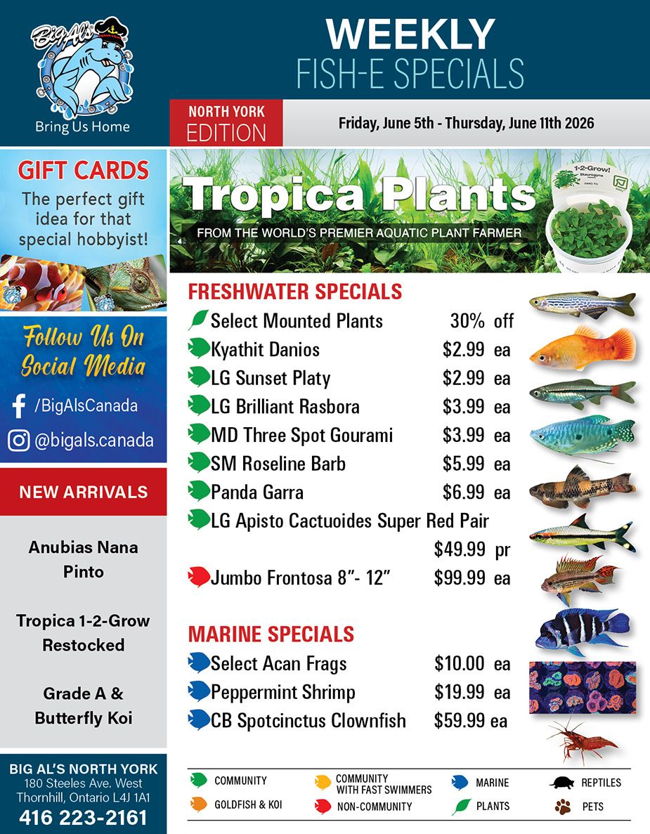 Big Al's (North York) Weekly Specials June 5 to 11