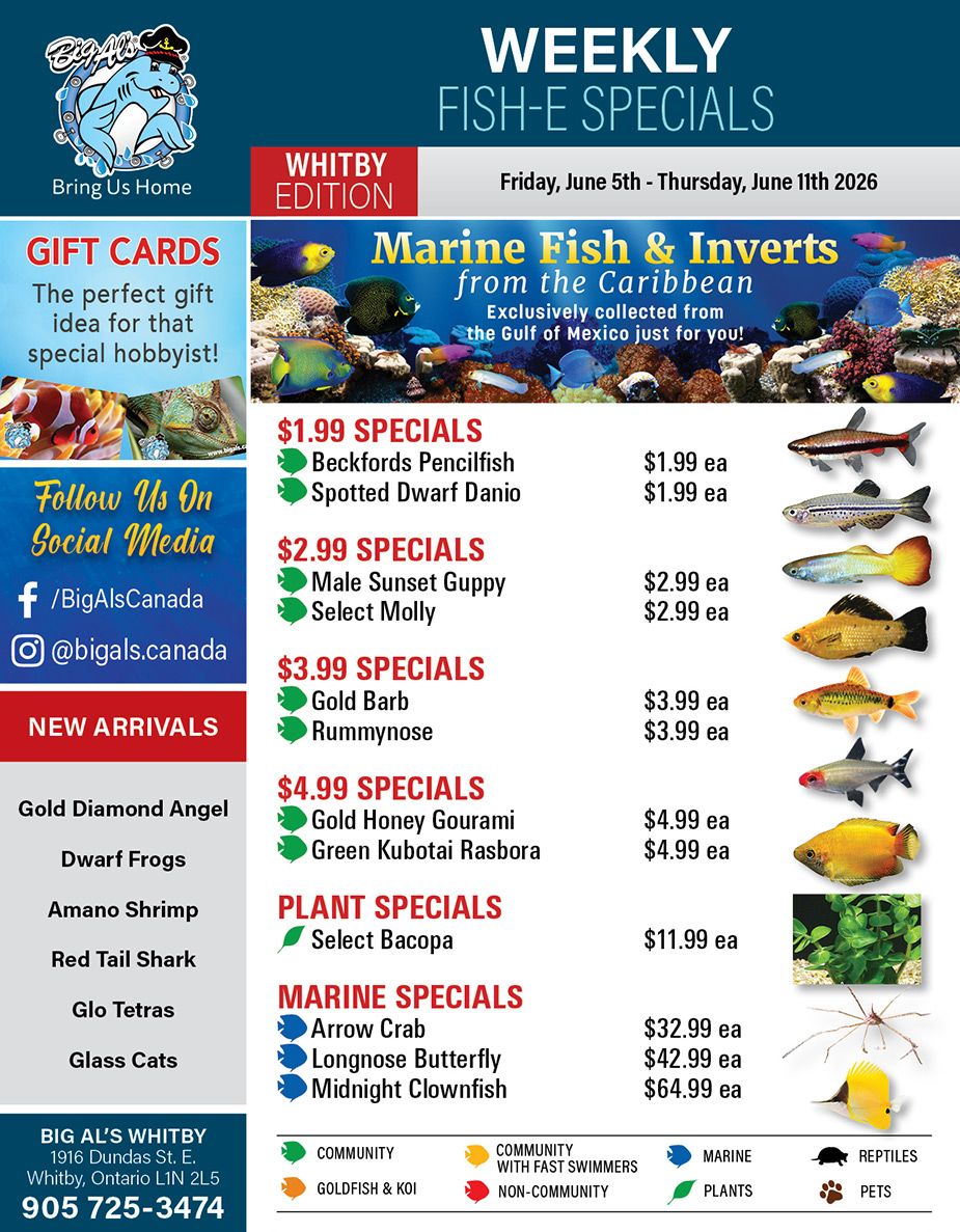 Big Al's (Whitby) Weekly Specials June 5 to 11