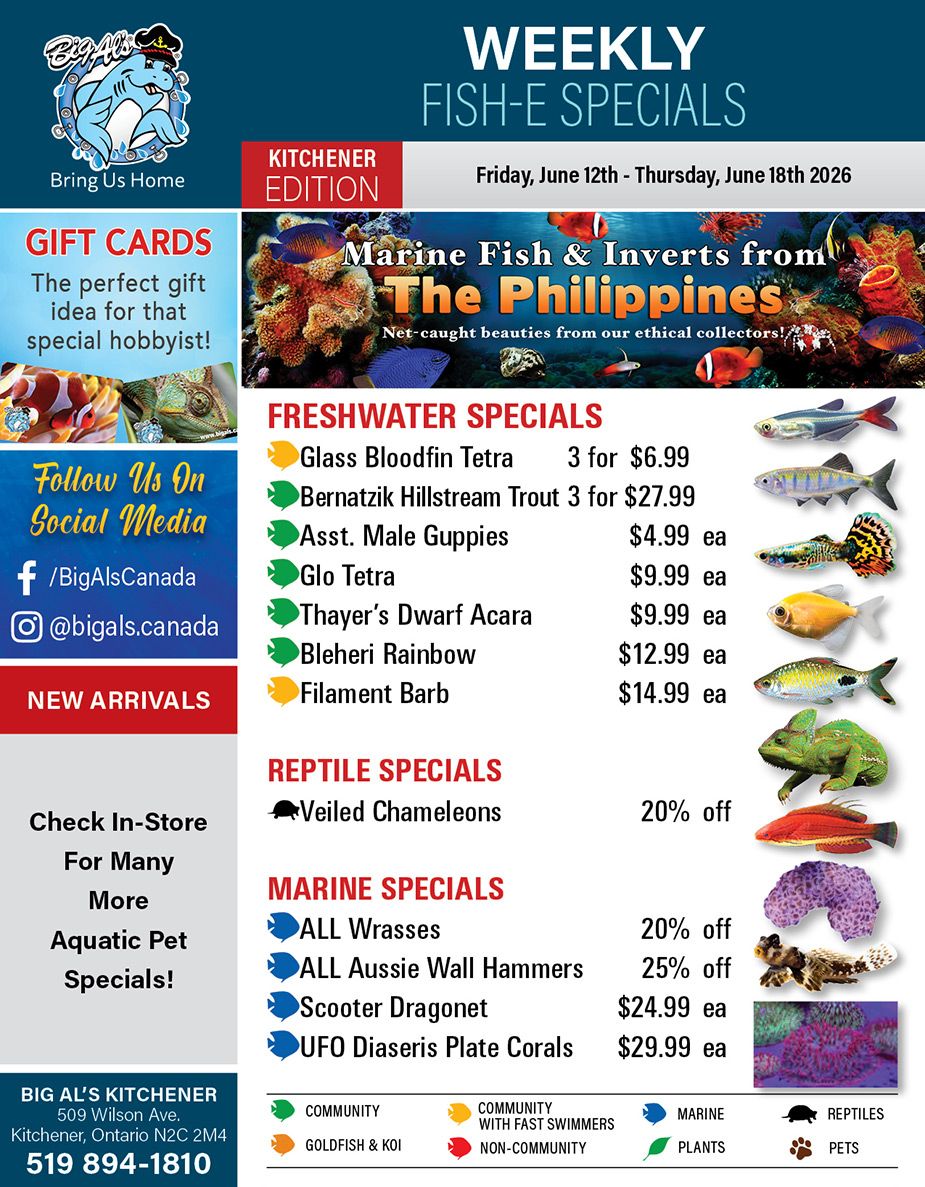 Big Al's (Kitchener) Weekly Specials June 12 to 18