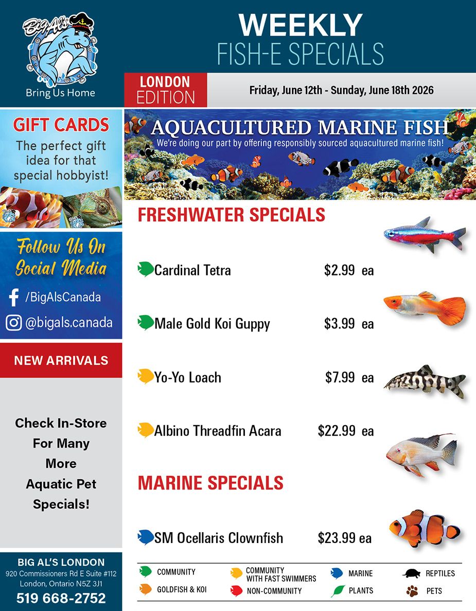Big Al's (London) Weekend Specials June 12 to 14