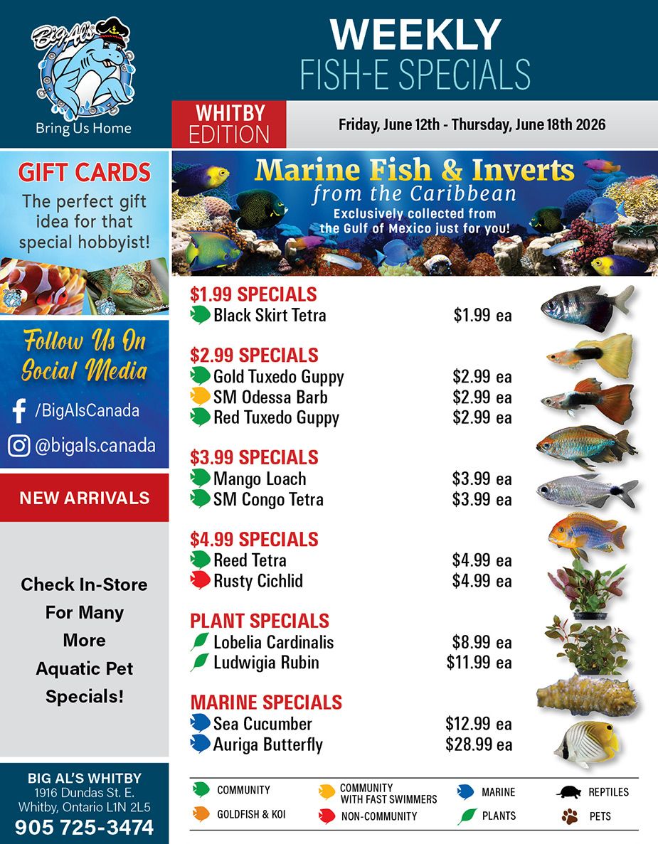 Big Al's (Whitby) Weekly Specials June 12 to 18