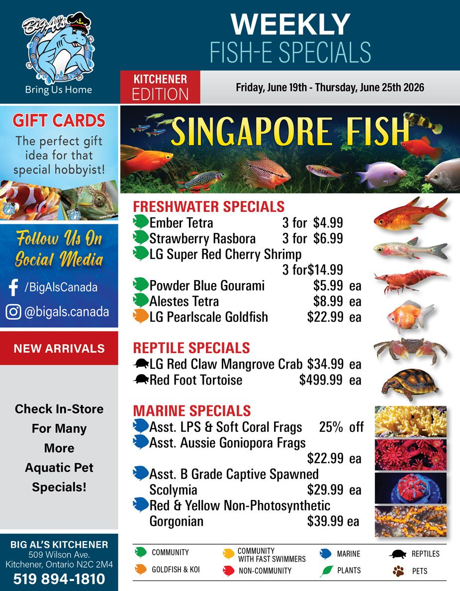 Big Al's (Kitchener) Weekly Specials June 19 to 25