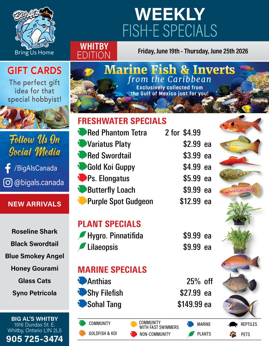 Big Al's (Whitby) Weekly Specials June 19 to 25