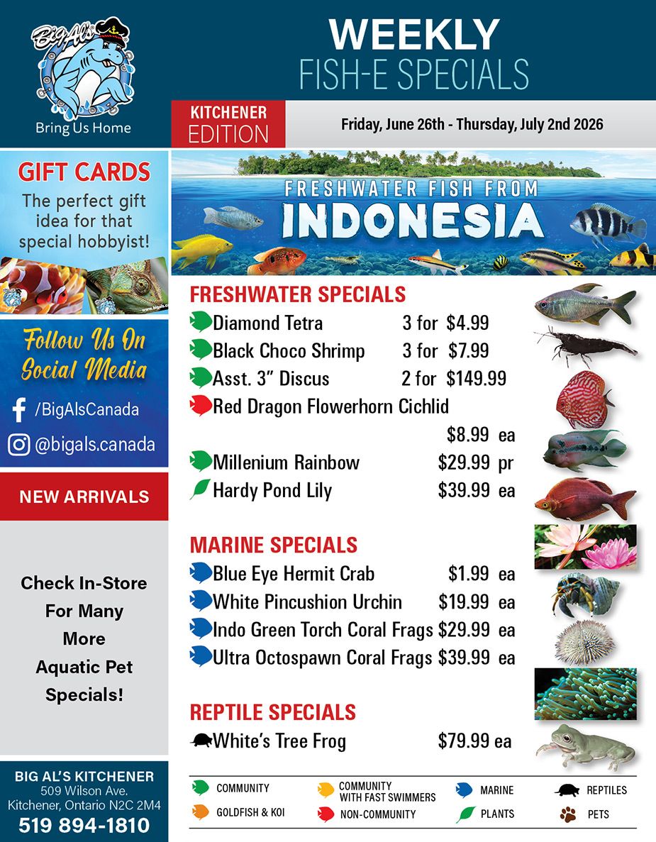 Big Al's (Kitchener) Weekly Specials June 26 to July 2