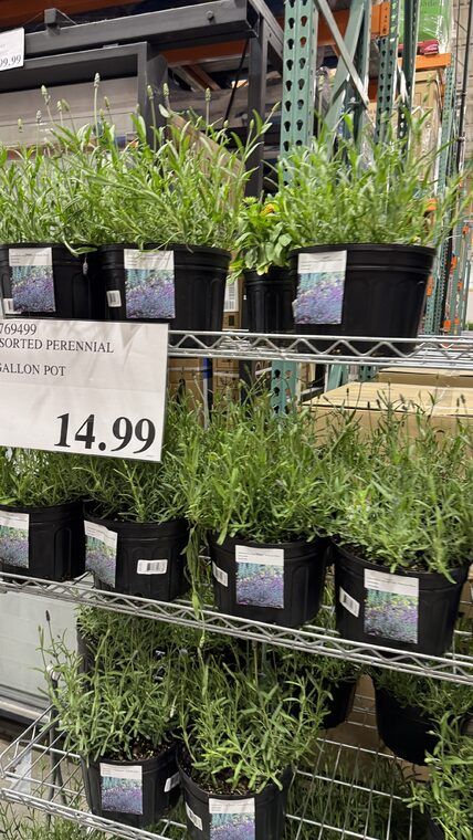 Costco Scarborough /GTA Photo Report for Jun 29th - Jul 5th 2026